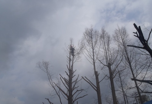 Metasequoia sentei.JPG